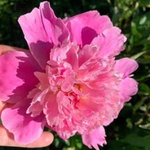 Meet your Posher, Allison